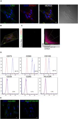 Modulation of Cell Death and Promotion of Chondrogenic Differentiation by Fas/FasL in Human Dental Pulp Stem Cells (hDPSCs)